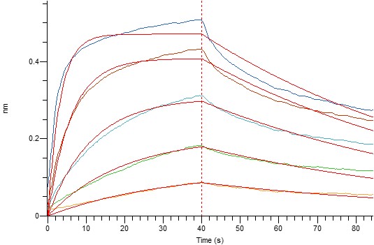 Mouse CD16 +BLI-2.jpg